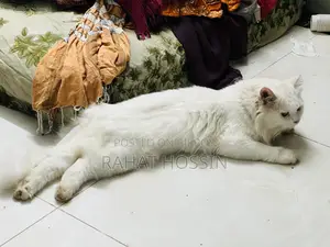 ১ বছরের বেশি বয়সী পুরুষ পিওর ব্রেড পার্সিয়ান বিড়াল