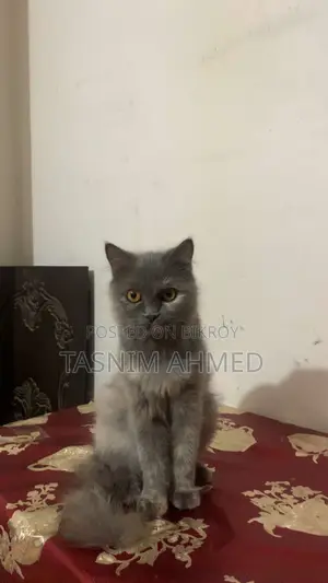 ১ বছরের বেশি বয়সী খাঁটি পার্সিয়ান বিড়াল