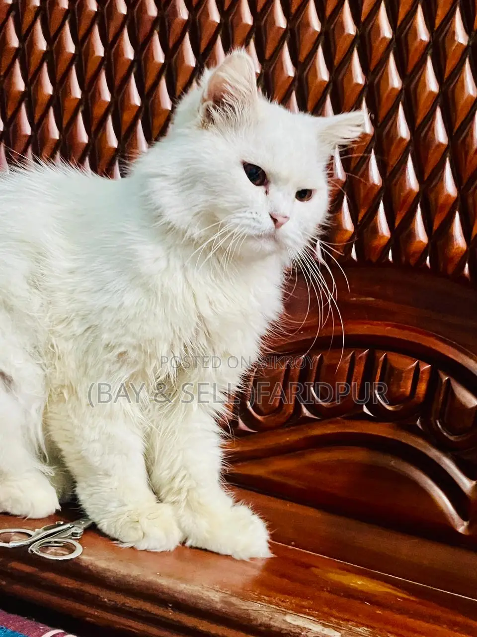 3-6 Months Male Purebred Persian