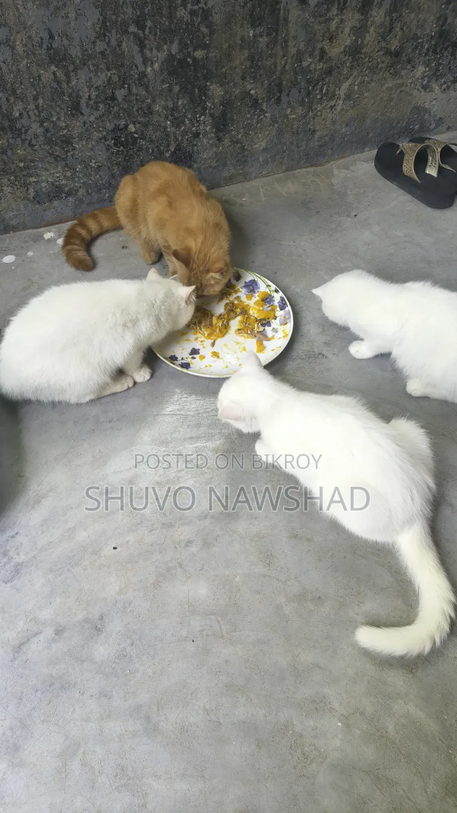 ৩-৬ মাস বয়সী ফিমেল পিওরব্রেড পার্সিয়ান বিড়াল