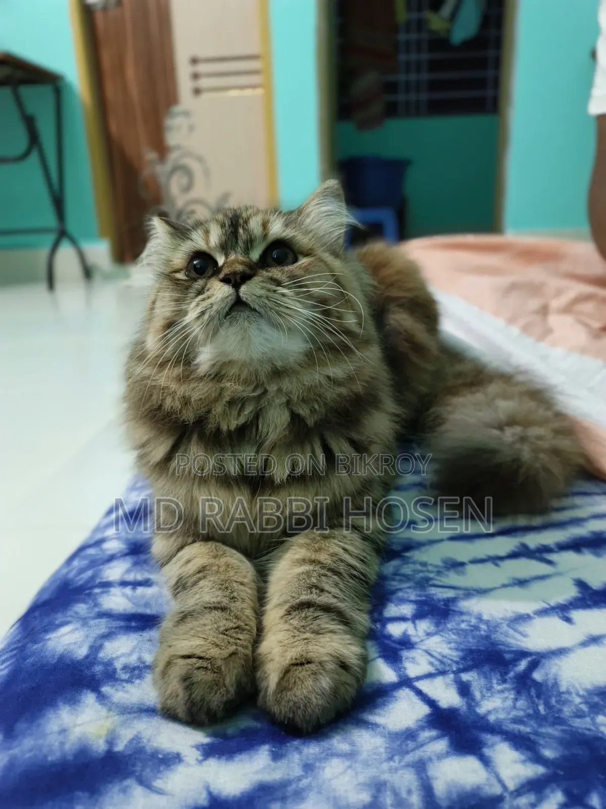 6-12 months Female Purebred Persian