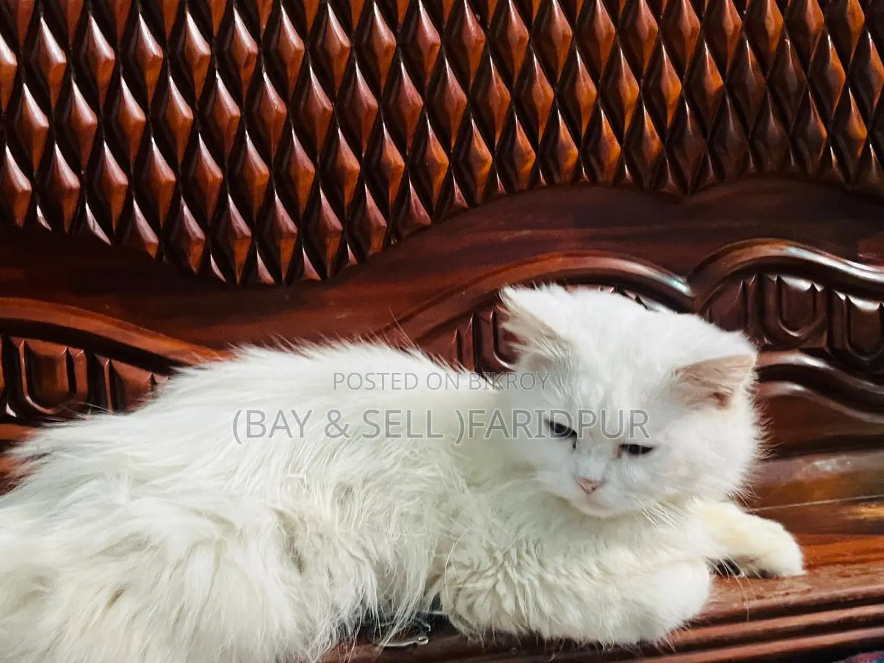3-6 Months Male Purebred Persian