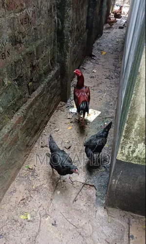 সরালী মুরগির বীজ ডিম