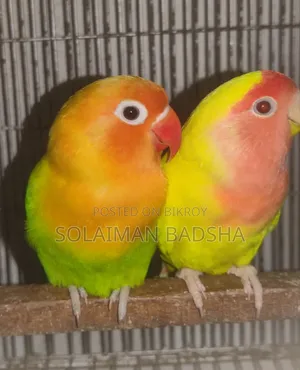 রানিং লাভবার্ড Lovebirds