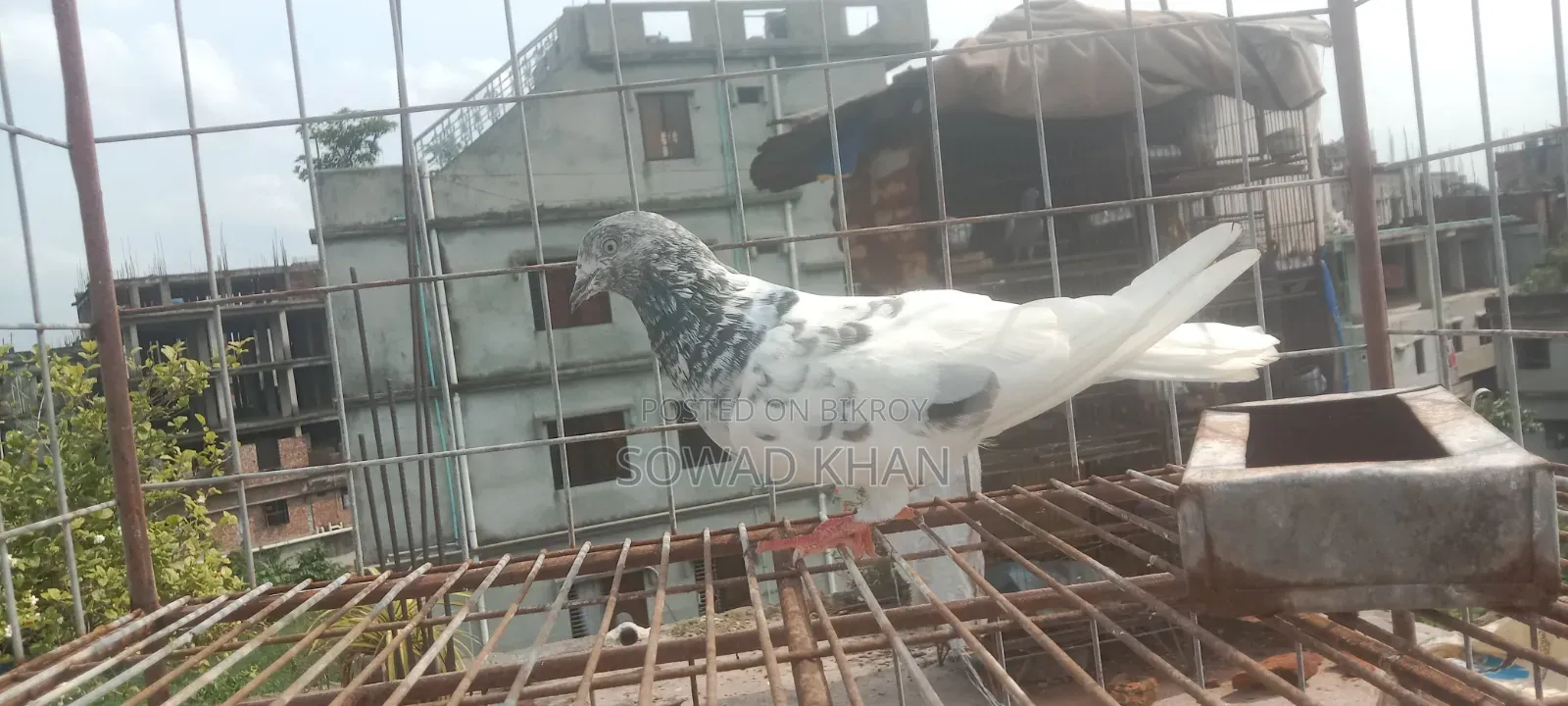 পাঙ্খি মাদি