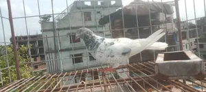 পাঙ্খি মাদি