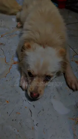 1+ year Female Purebred Japanese Spitz