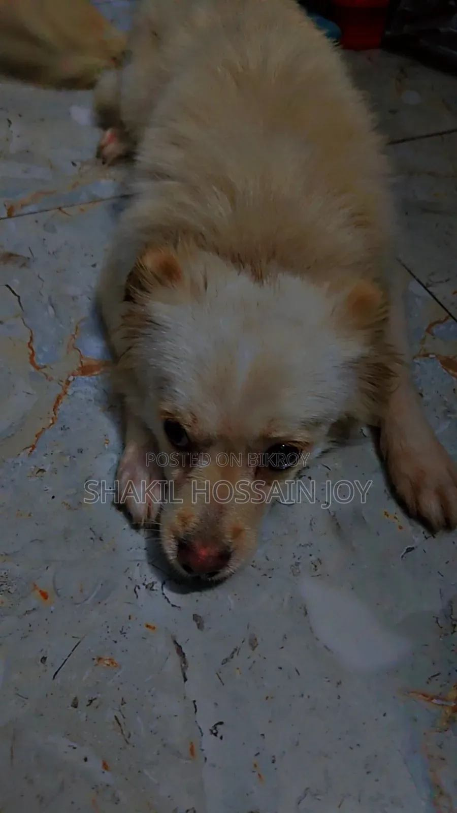 1+ year Female Purebred Japanese Spitz
