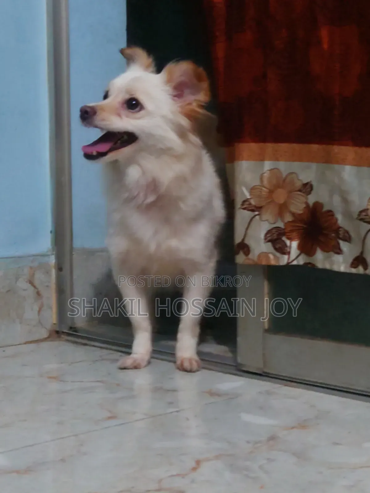 1+ year Female Purebred Japanese Spitz