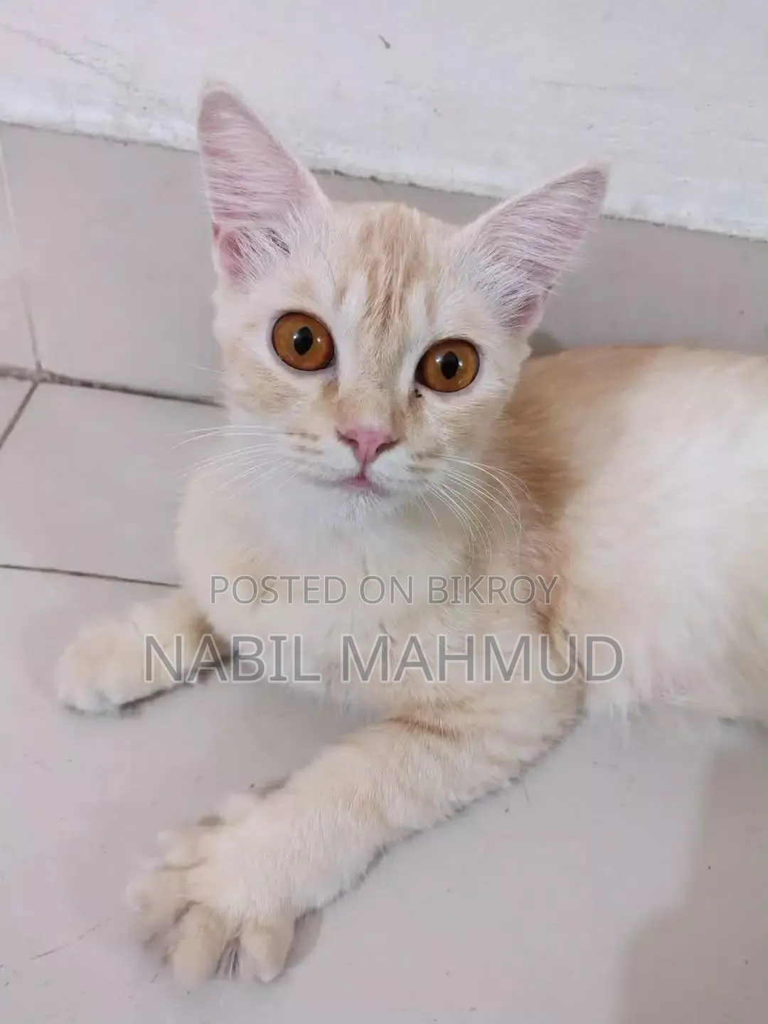6-12 Months Female Mixed Breed Somali