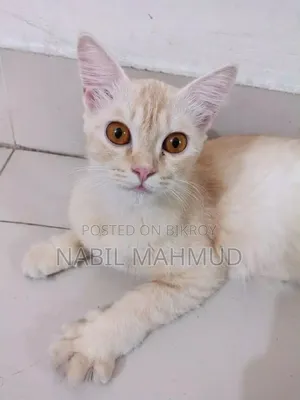 6-12 Months Female Mixed Breed Somali