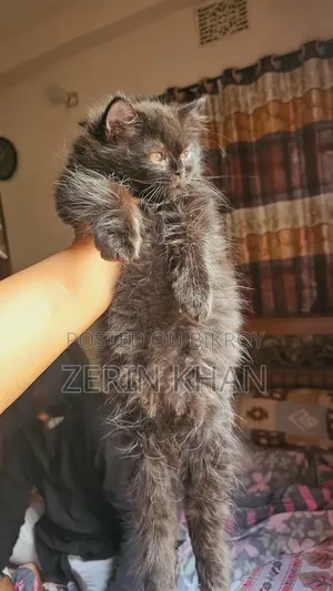 1-3 Months Male Purebred Persian