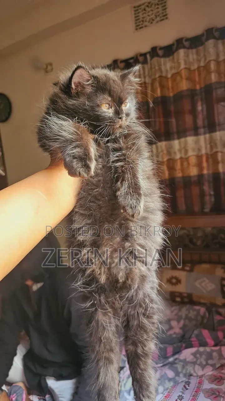 1-3 Months Male Purebred Persian