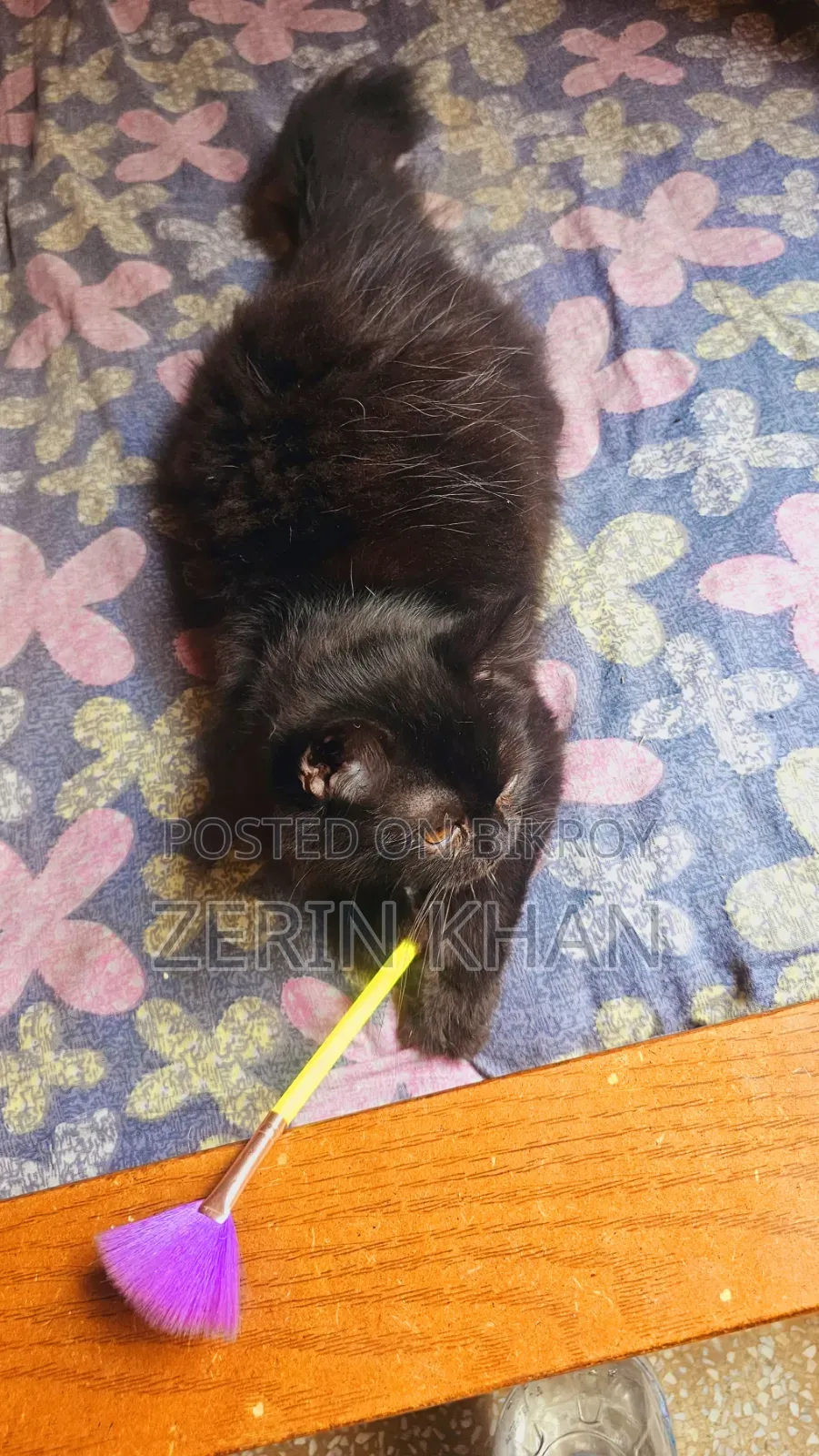 1-3 Months Male Purebred Persian