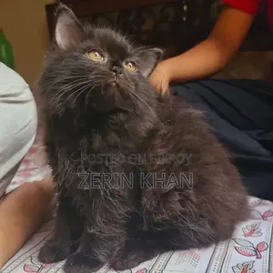 1-3 Months Male Purebred Persian