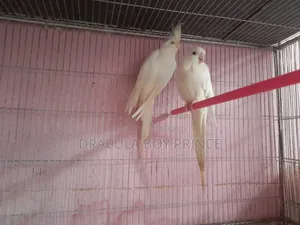 Albino Pair