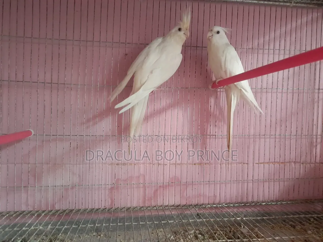 Albino Pair
