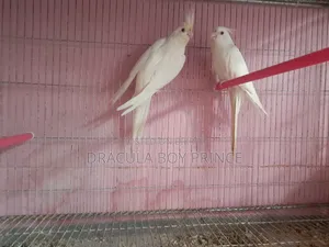 Albino Pair