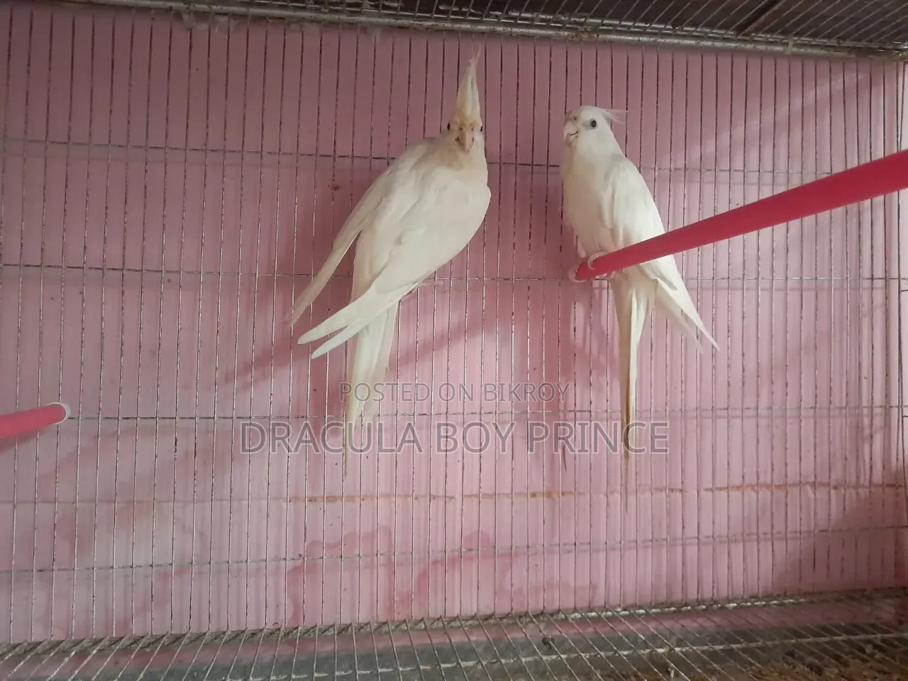 Albino Pair