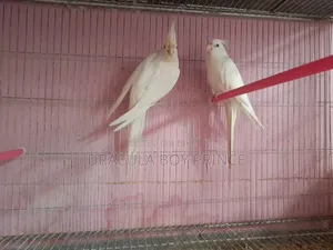 Albino Pair