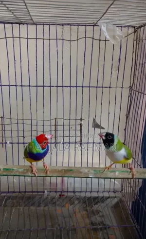 Finch Bird
