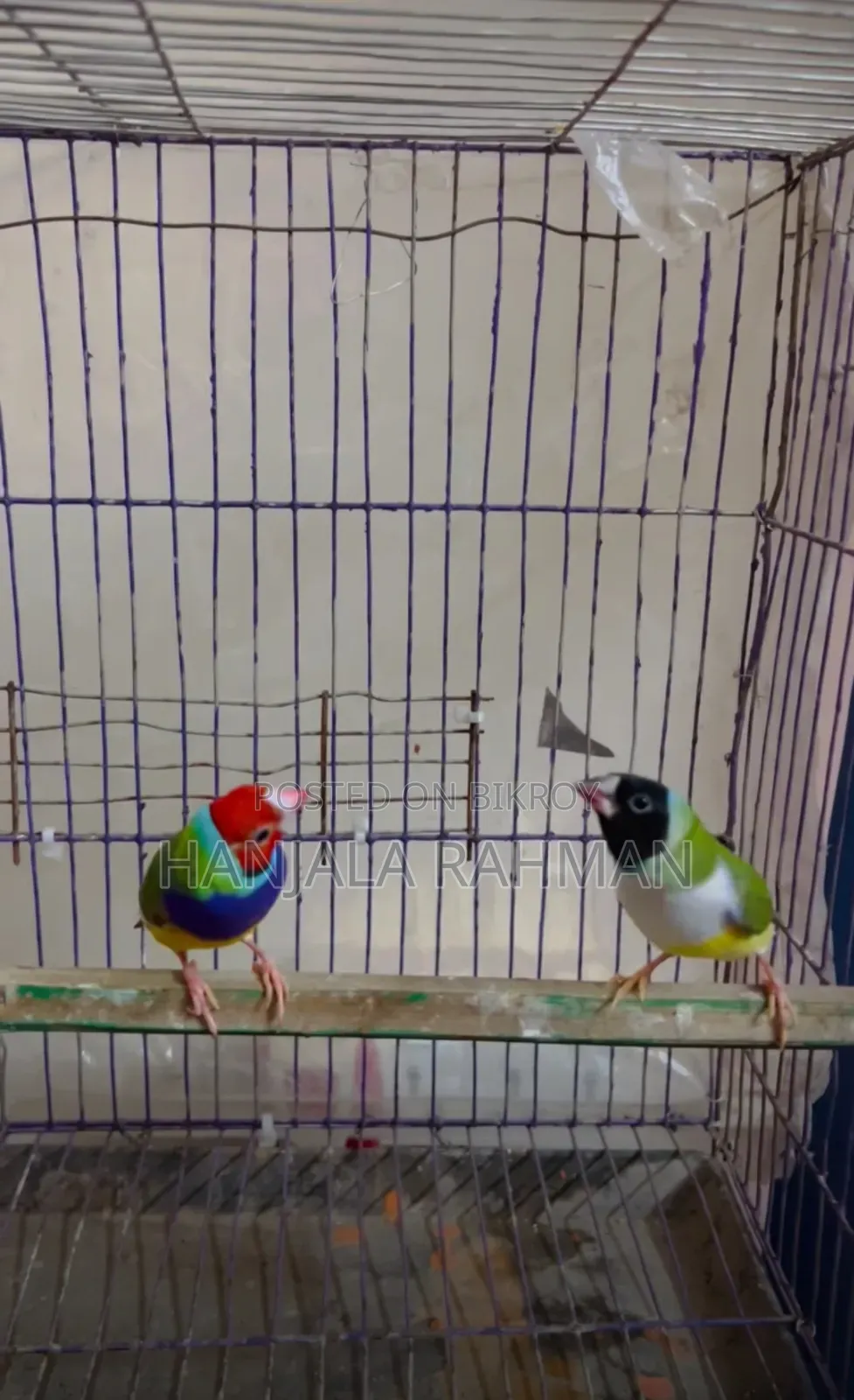 Finch Bird