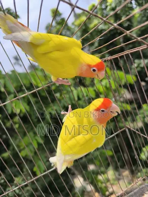 ১ জোড়া রানিং লাভবার্ডস জোড়া বিক্রিয় করা হবে