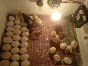 দেশি মুরগির বাচ্চা
