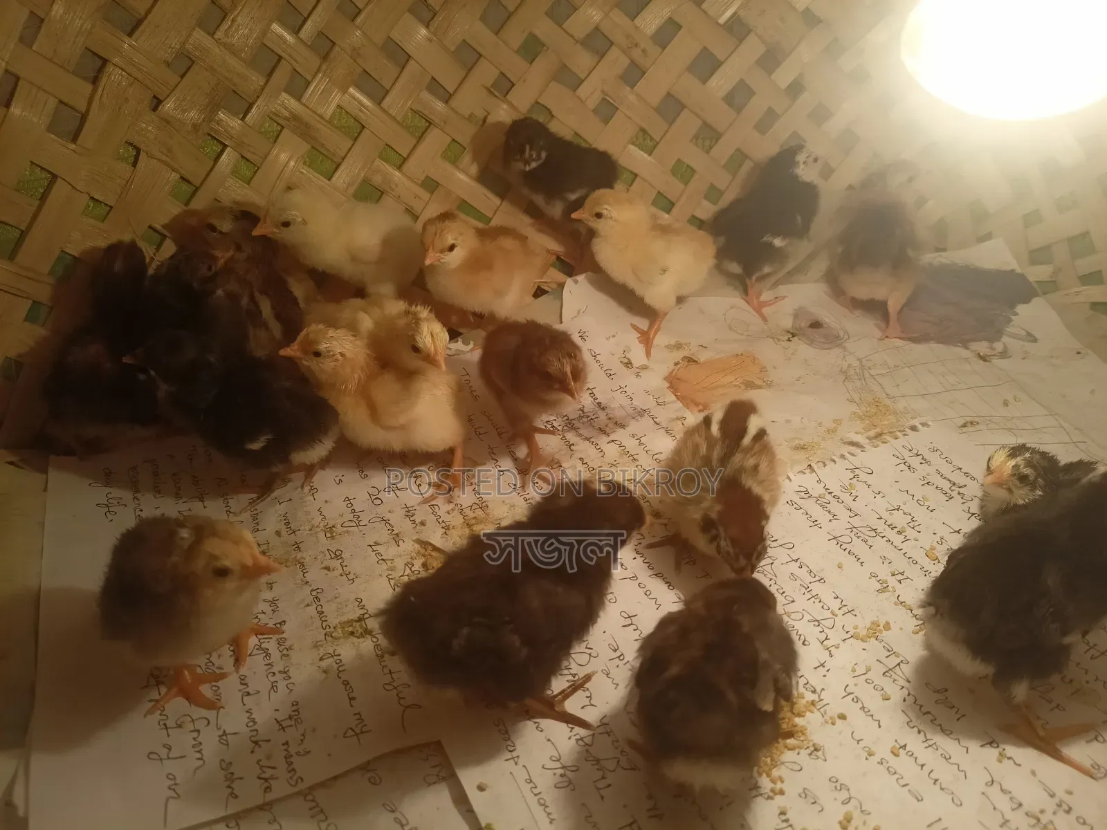 দেশি মুরগির বাচ্চা
