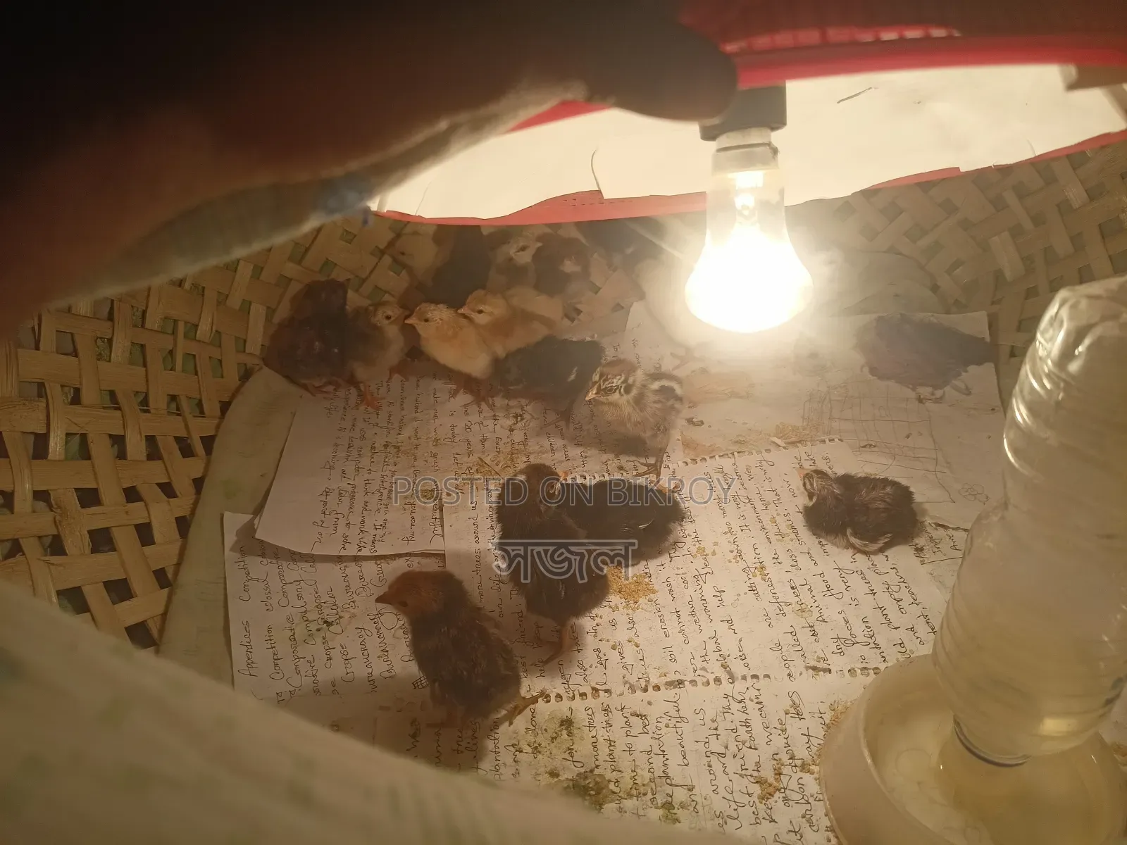 দেশি মুরগির বাচ্চা