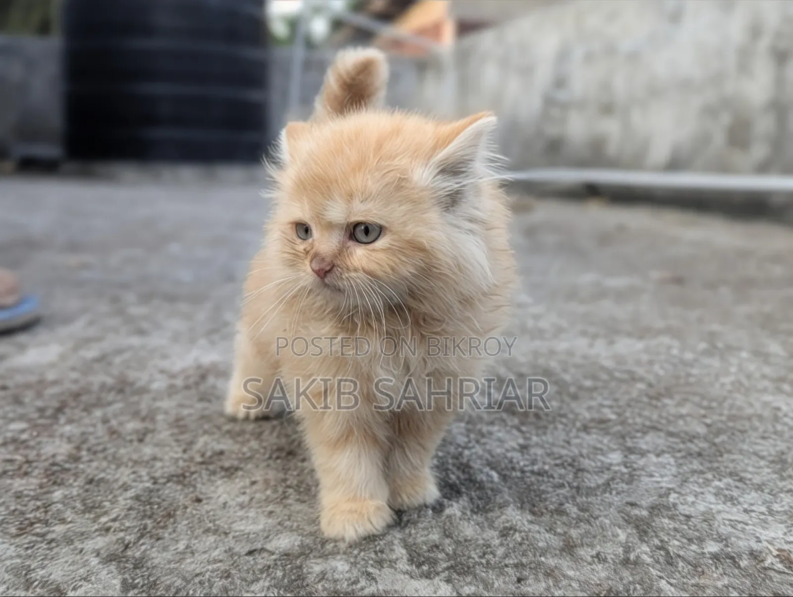1-3 Months Female Purebred Persian