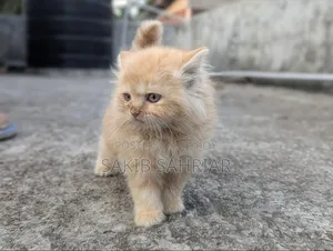 1-3 Months Female Purebred Persian