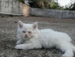 1-3 Months Female Purebred Persian