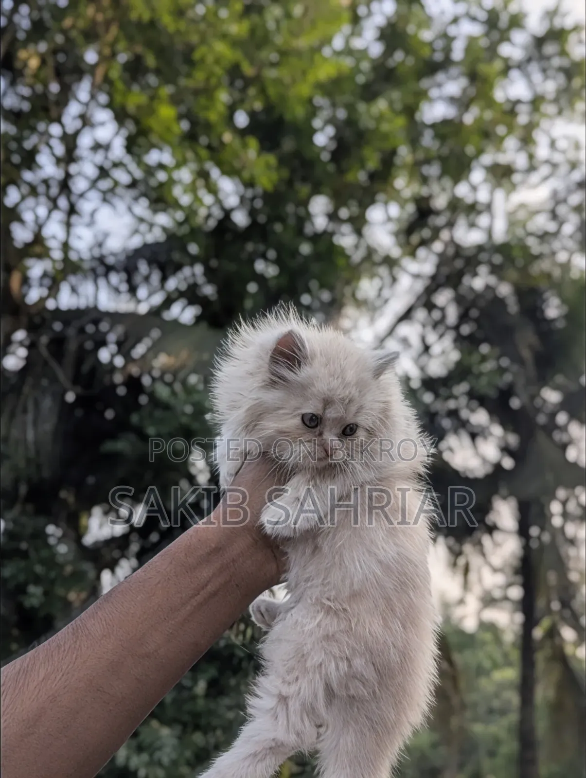 1-3 Months Female Purebred Persian