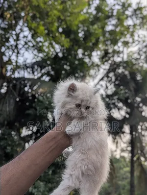 1-3 Months Female Purebred Persian