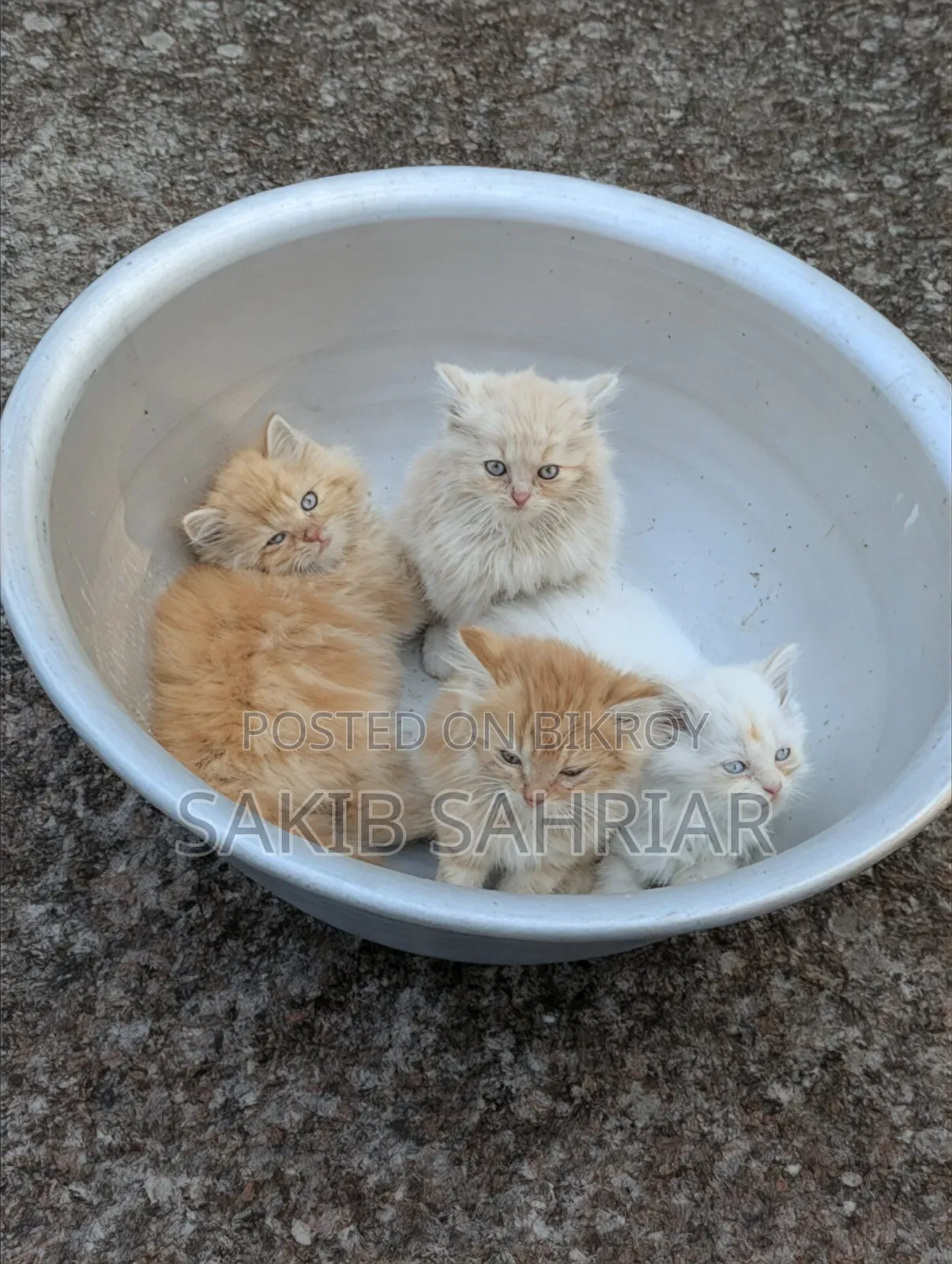 1-3 Months Female Purebred Persian