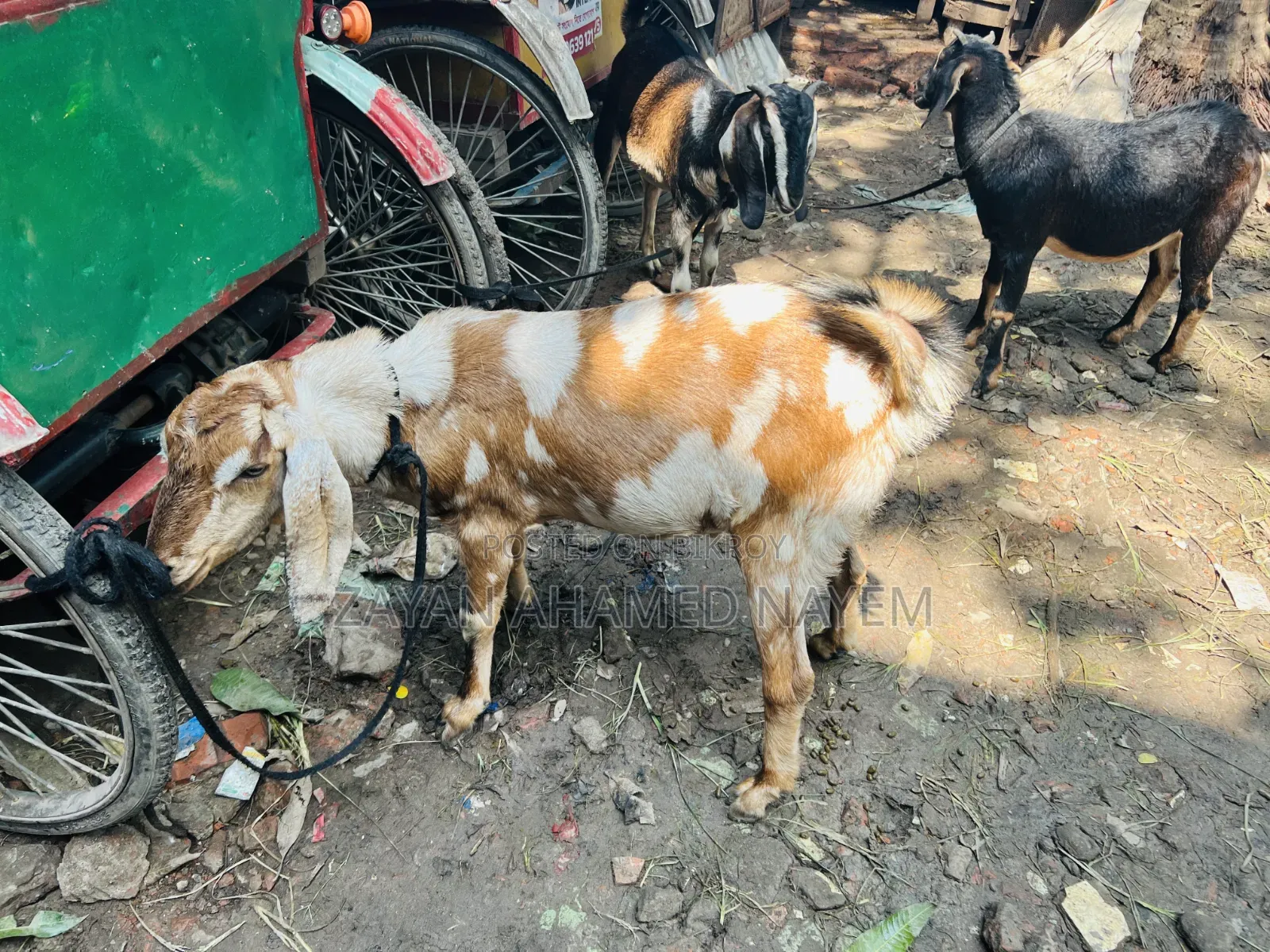 তিন টা খাসি ছাগল
