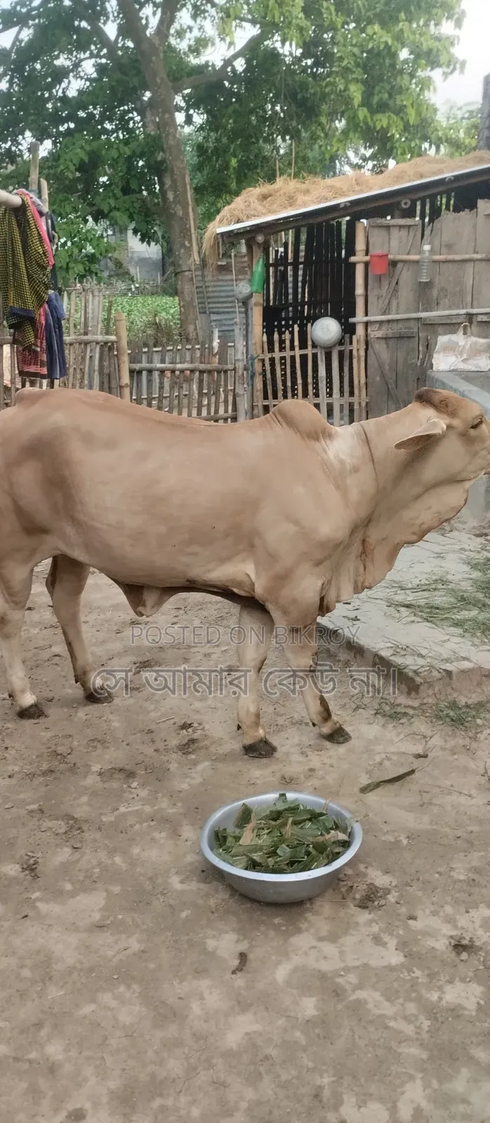 গরু বিক্রি