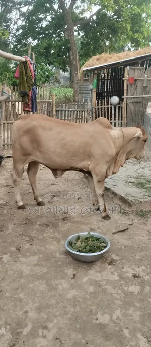 গরু বিক্রি
