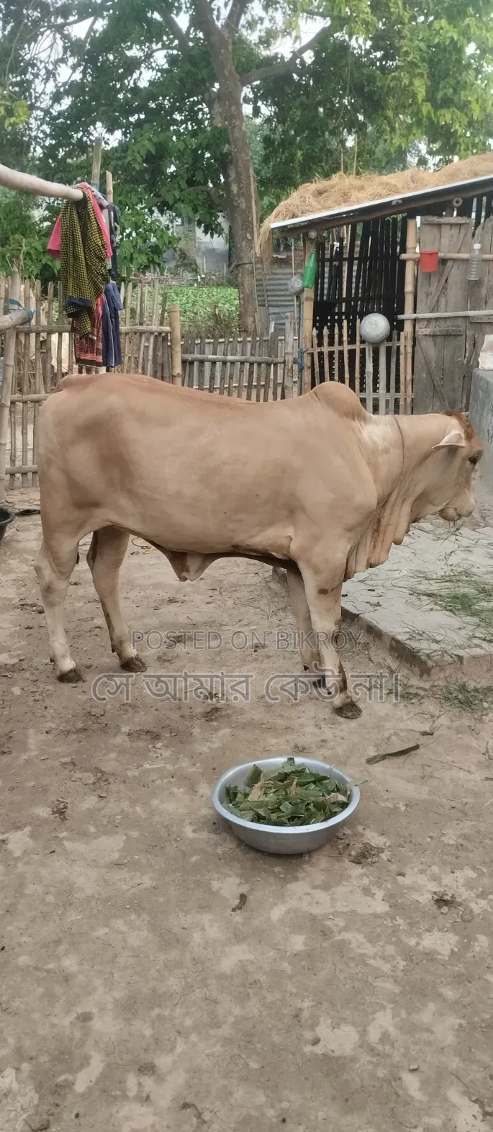 গরু বিক্রি