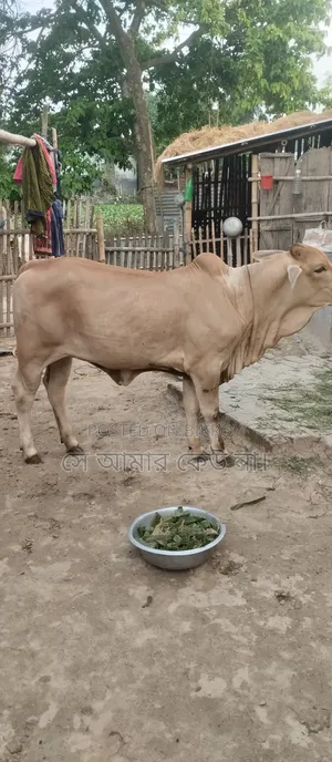 গরু বিক্রি