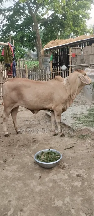 গরু বিক্রি