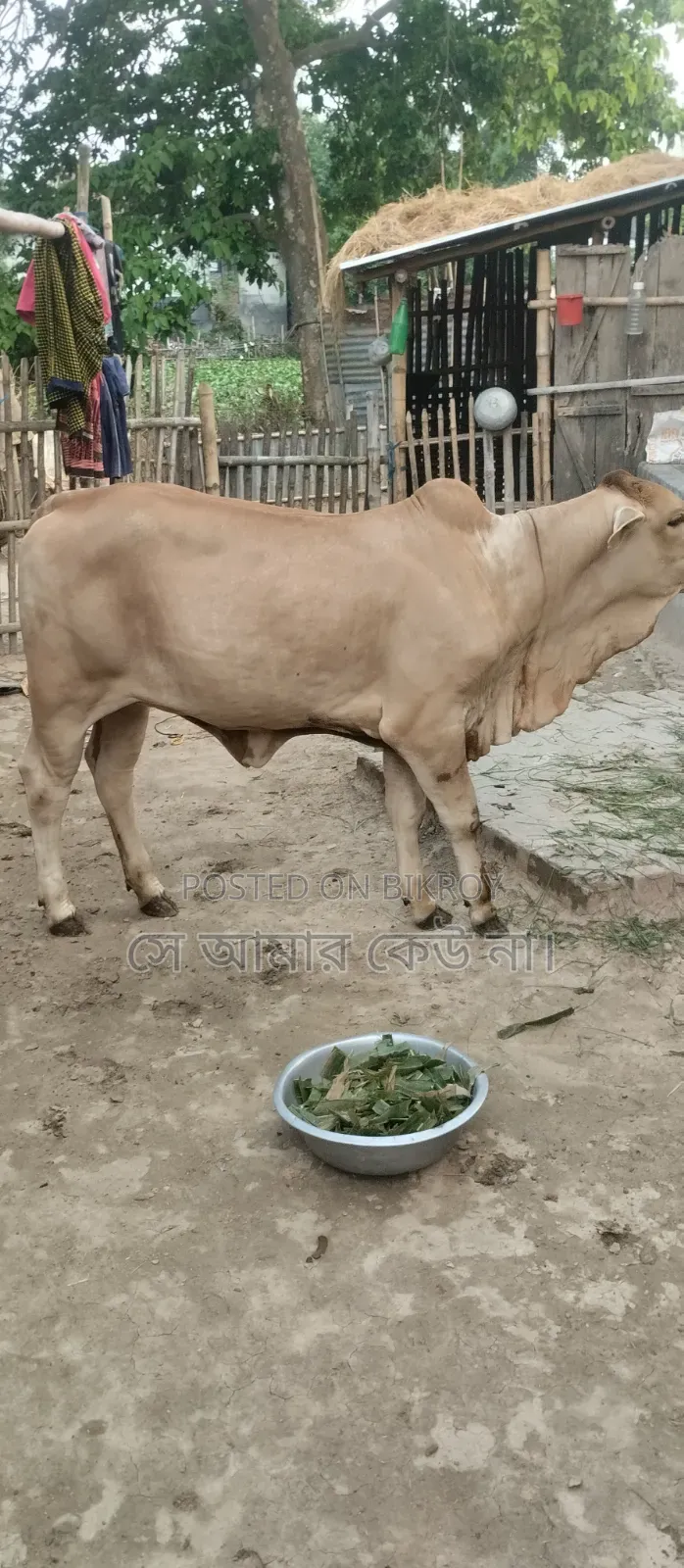 গরু বিক্রি