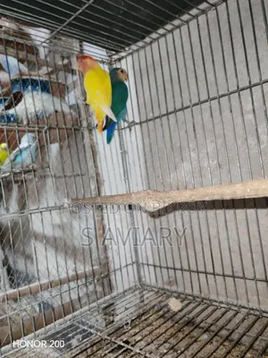 Running Lovebirds and Cockatiels