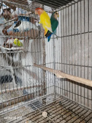 Running Lovebirds and Cockatiels