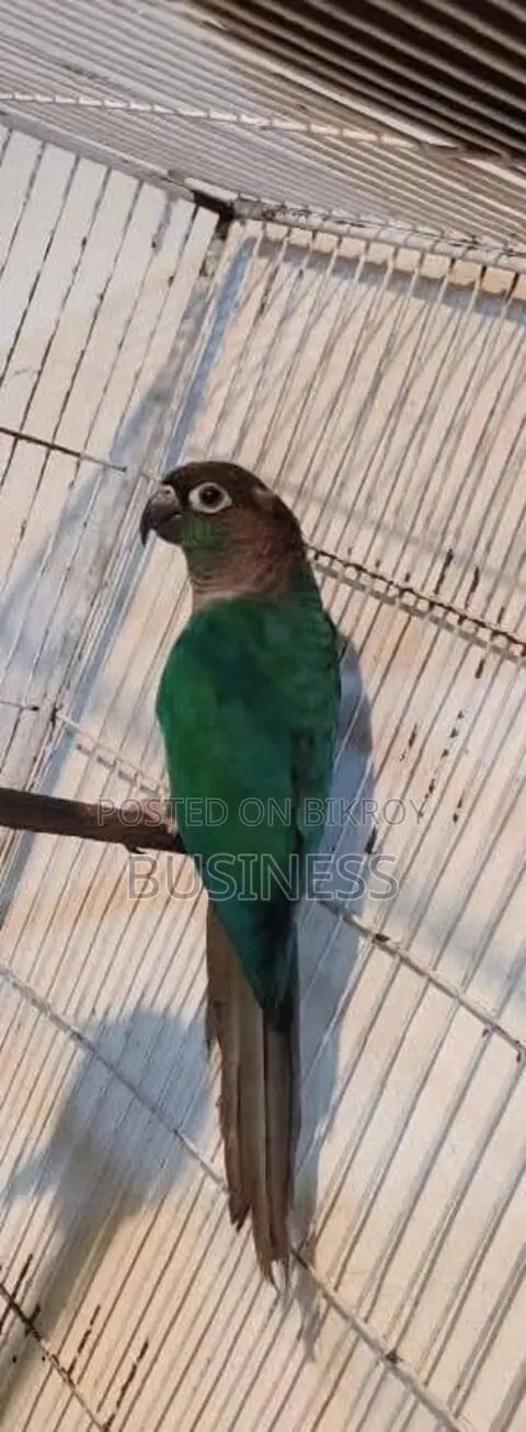 ব্লু কালার
