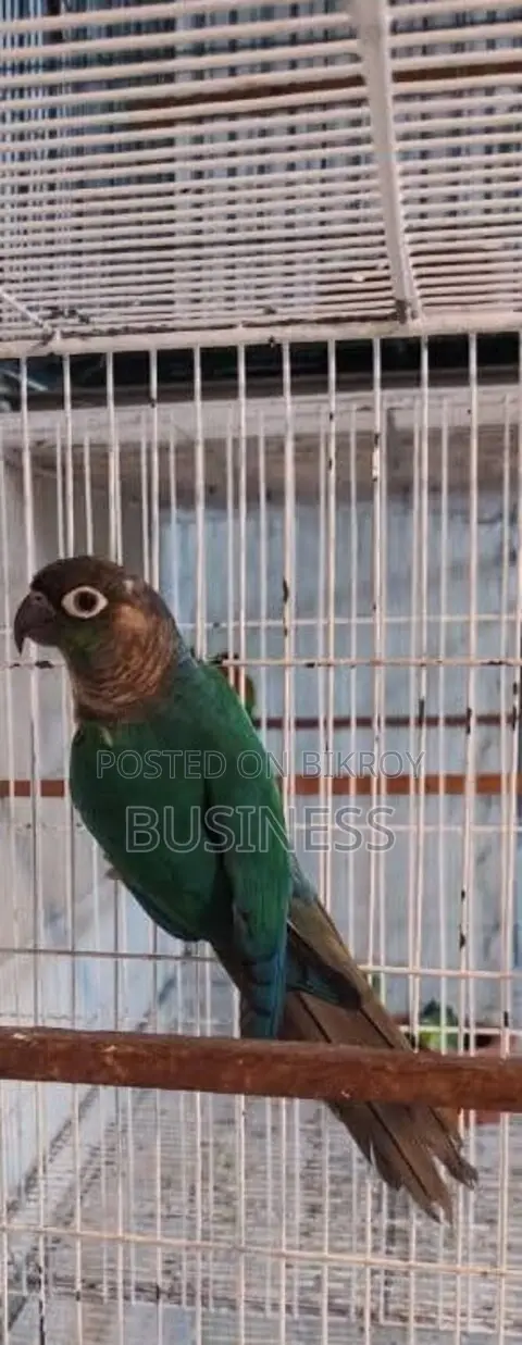 ব্লু কালার