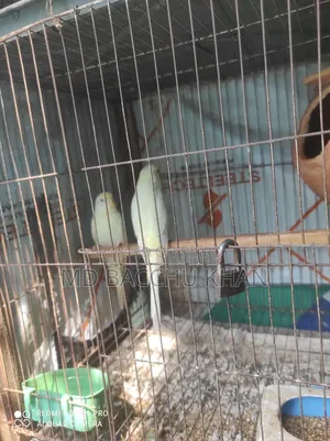 8 Budgies for Sale with Full Setup
