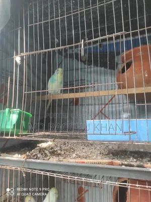 8 Budgies for Sale with Full Setup