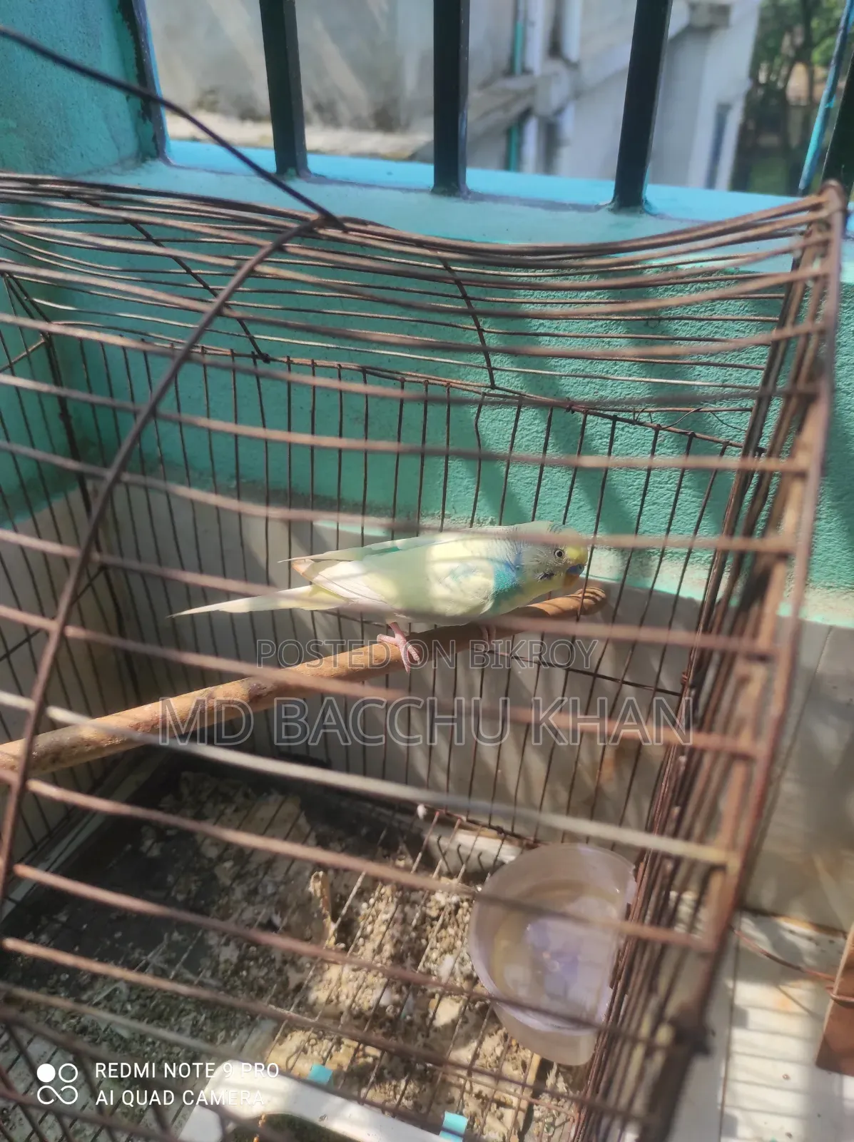 8 Budgies for Sale with Full Setup
